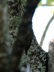 Dryobates spilogaster