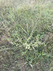 Eragrostis amabilis