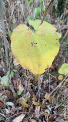 Dioscorea villosa