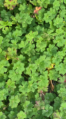 Geranium rotundifolium
