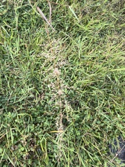 Eragrostis amabilis