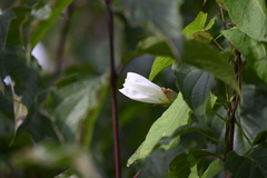 Calystegia sepium