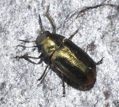 Labidostomis