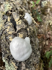 Reticularia