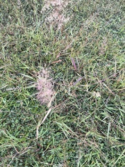 Eragrostis amabilis