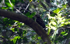 Cnemotriccus fuscatus