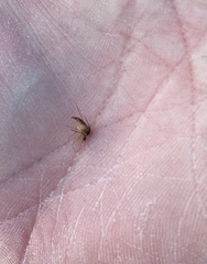Culicinae