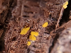 Trichoderma gelatinosum