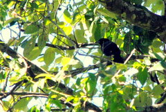 Tachyphonus coronatus