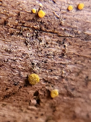 Trichoderma gelatinosum