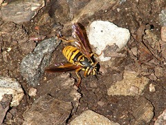 Spilomyia alcimus