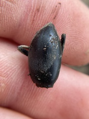 Tenebrionidae