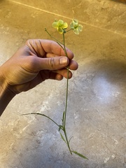 Sisymbrium orientale