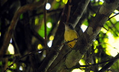 Dysithamnus mentalis