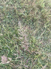Eragrostis amabilis