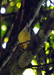 Dysithamnus mentalis