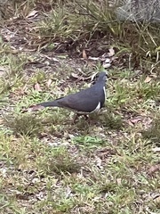 Leucosarcia melanoleuca