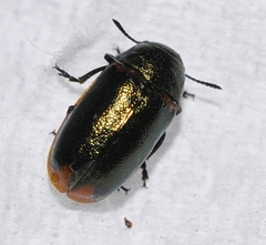 Labidostomis