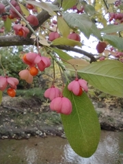 Euonymus europaeus