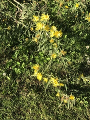 Helianthus maximiliani