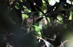 Cnemotriccus fuscatus