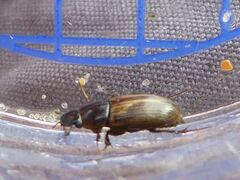 Melinopterus prodromus