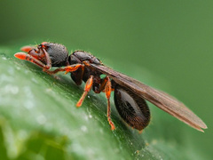 Myrmecina graminicola