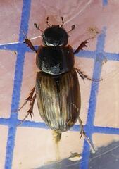 Melinopterus prodromus