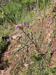 Arthropodium strictum
