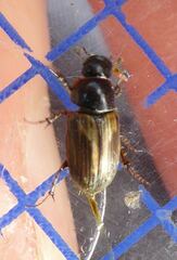 Melinopterus prodromus