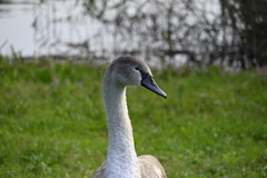 Cygnus olor