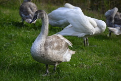 Cygnus olor