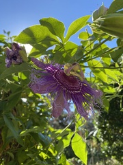 Passiflora incarnata