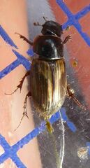 Melinopterus prodromus