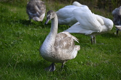 Cygnus olor