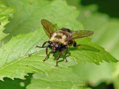 Laphria thoracica