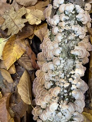 Trichaptum subchartaceum