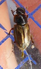 Melinopterus prodromus