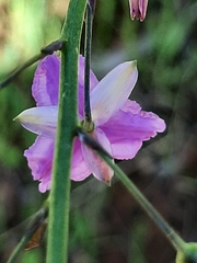Arthropodium strictum