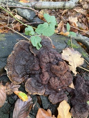 Myrmecina graminicola