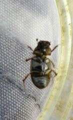 Melinopterus prodromus