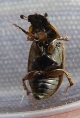 Melinopterus prodromus