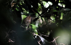 Cnemotriccus fuscatus