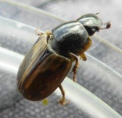 Melinopterus prodromus