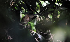 Cnemotriccus fuscatus