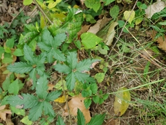 Rubus trivialis