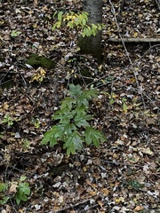 Hydrangea quercifolia