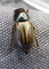 Melinopterus prodromus