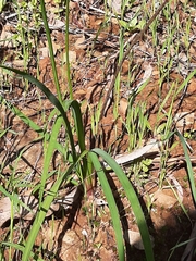 Arthropodium strictum