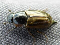 Melinopterus prodromus